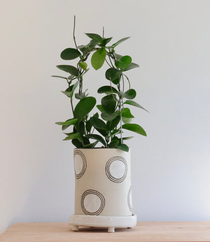 Planter - Circle design - with white accents